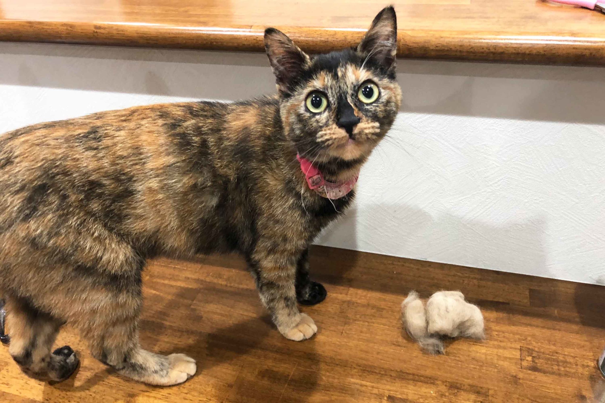 もっふもふ猫（サビ柄）（M）