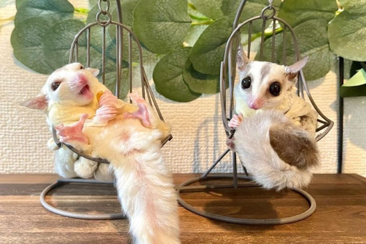 アイドル担当 と お笑い担当 のモモンガ 表情の違いに笑っちゃう Fumumu動物キングダム の要約