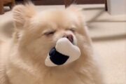 「ダイソーのオモチャ最高やん…♡」　ゾーンに入るワンコ動画がかわいい