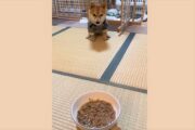 ご飯を前にすると…　「マテ」をしているつもりなのに全然出来てない豆柴に爆笑