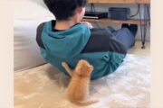 こんなんされたら頑張っちゃう…　筋トレをサポートする子猫の動画がたまらない