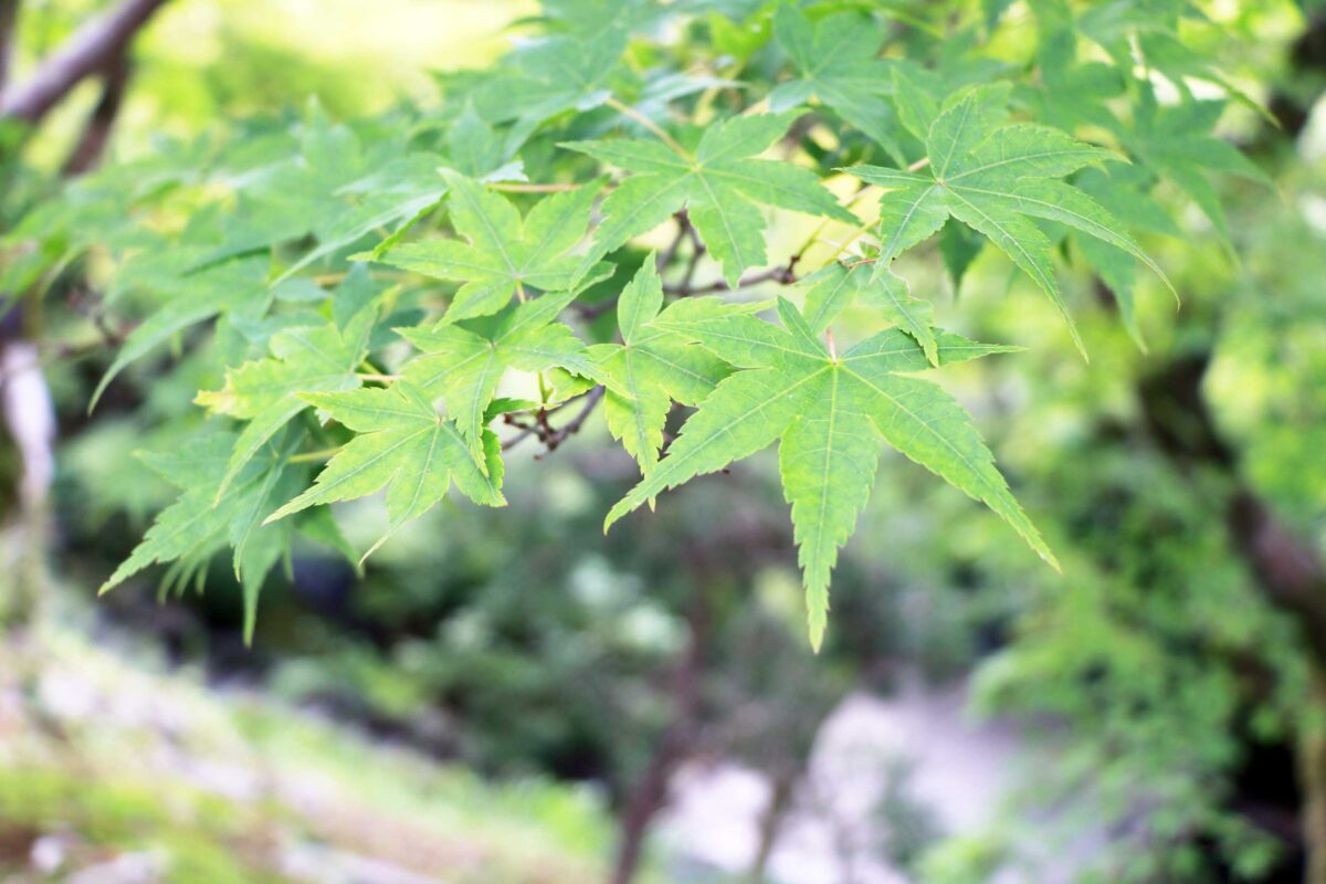 東福寺